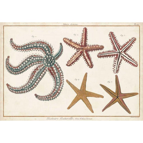 Starfish Naturelle II Gold Ornate Wood Framed Art Print with Double Matting by Diderot, Denis