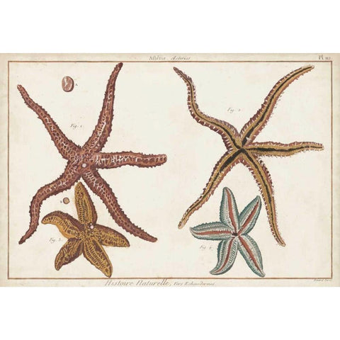 Starfish Naturelle III Black Modern Wood Framed Art Print by Diderot, Denis