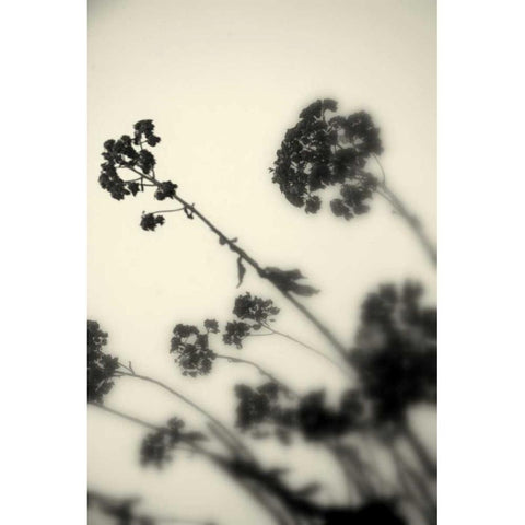 Photography/Landscape 154 White Modern Wood Framed Art Print by Dag, Inc.