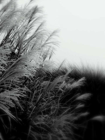 Photography/Landscape 182 White Modern Wood Framed Art Print with Double Matting by Dag, Inc.