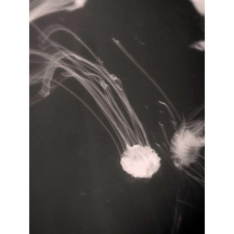 Underwater World 2 Black Modern Wood Framed Art Print with Double Matting by Dag, Inc.