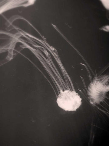 Underwater World 2 Black Ornate Wood Framed Art Print with Double Matting by Dag, Inc.