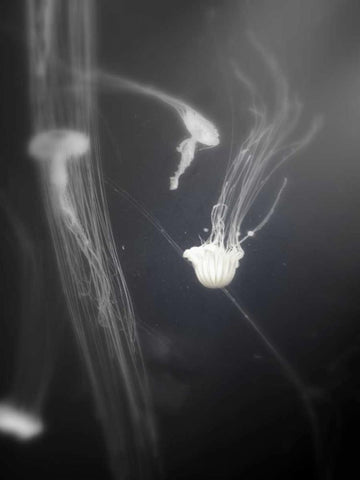 Underwater World 4 Black Ornate Wood Framed Art Print with Double Matting by Dag, Inc.