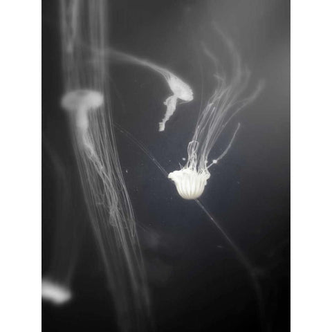 Underwater World 4 Black Modern Wood Framed Art Print by Dag, Inc.