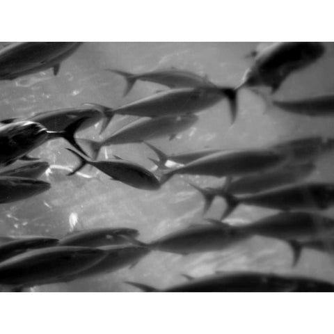 Underwater World 31 Black Modern Wood Framed Art Print with Double Matting by Dag, Inc.