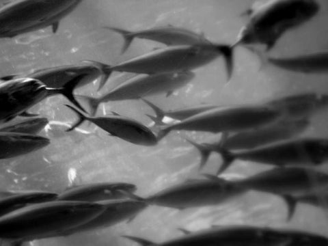 Underwater World 31 White Modern Wood Framed Art Print with Double Matting by Dag, Inc.