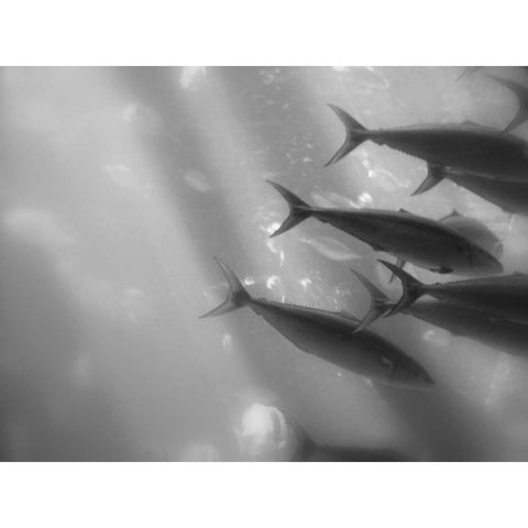 Underwater World 32 Black Modern Wood Framed Art Print with Double Matting by Dag, Inc.