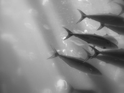 Underwater World 32 White Modern Wood Framed Art Print with Double Matting by Dag, Inc.