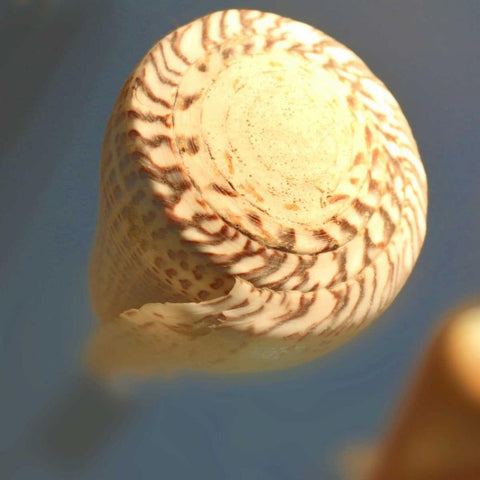 Underwater World 38 Black Modern Wood Framed Art Print by Dag, Inc.