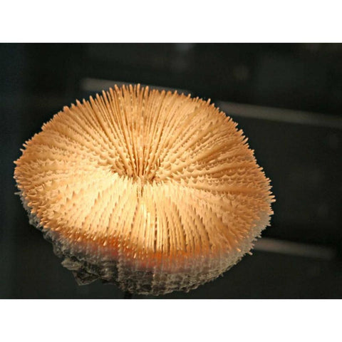 Underwater World 39 Black Modern Wood Framed Art Print with Double Matting by Dag, Inc.