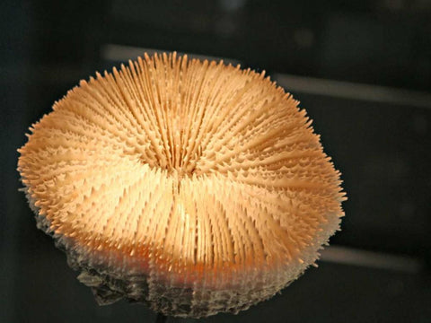 Underwater World 39 Black Ornate Wood Framed Art Print with Double Matting by Dag, Inc.