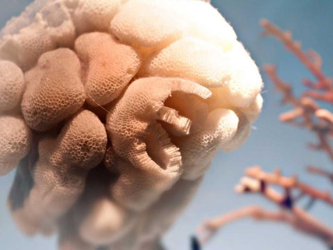 Underwater World 40 White Modern Wood Framed Art Print with Double Matting by Dag, Inc.