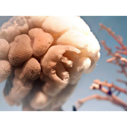 Underwater World 40 White Modern Wood Framed Art Print by Dag, Inc.