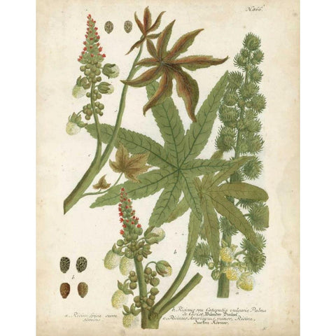 Weinmann Tropical Plants I Gold Ornate Wood Framed Art Print with Double Matting by Weinmann, Johann