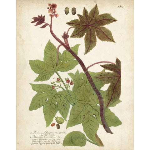 Weinmann Tropical Plants II White Modern Wood Framed Art Print by Weinmann, Johann