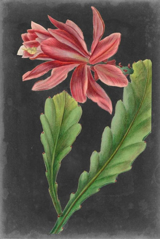 Image Only