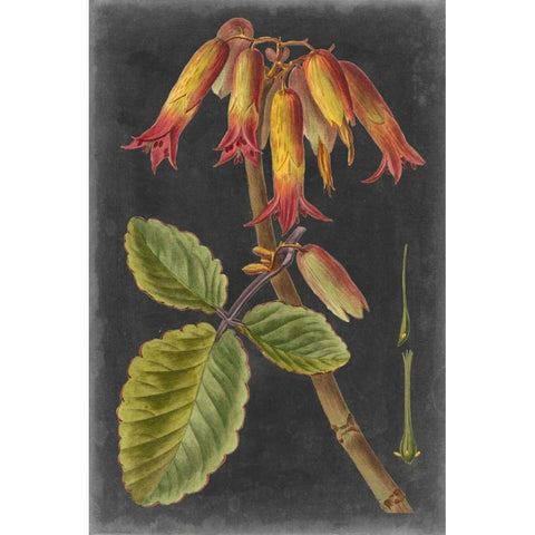 Dramatic Tropicals III Gold Ornate Wood Framed Art Print with Double Matting by Vision Studio