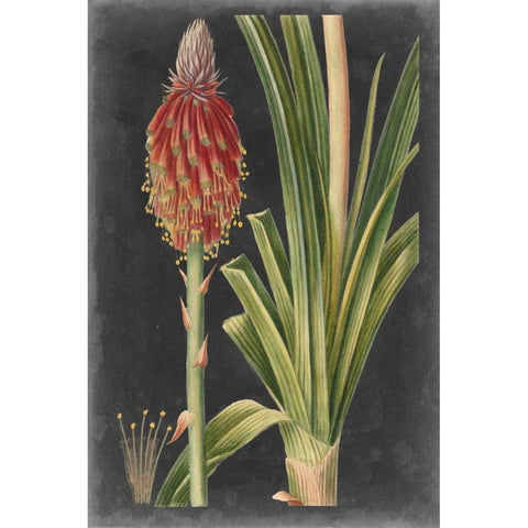 Dramatic Tropicals IV Gold Ornate Wood Framed Art Print with Double Matting by Vision Studio