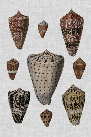 Shell Display I White Modern Wood Framed Art Print with Double Matting by Diderot, Denis