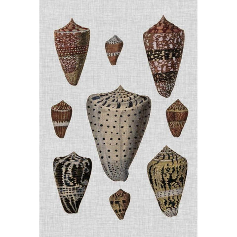 Shell Display I Black Modern Wood Framed Art Print by Diderot, Denis