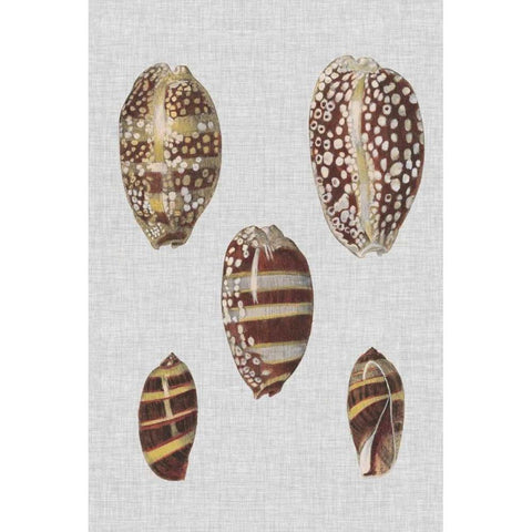 Shell Display II Black Modern Wood Framed Art Print by Diderot, Denis