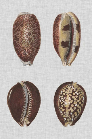 Shell Display III Black Ornate Wood Framed Art Print with Double Matting by Diderot, Denis