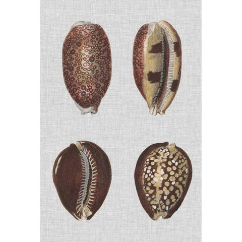 Shell Display III White Modern Wood Framed Art Print by Diderot, Denis