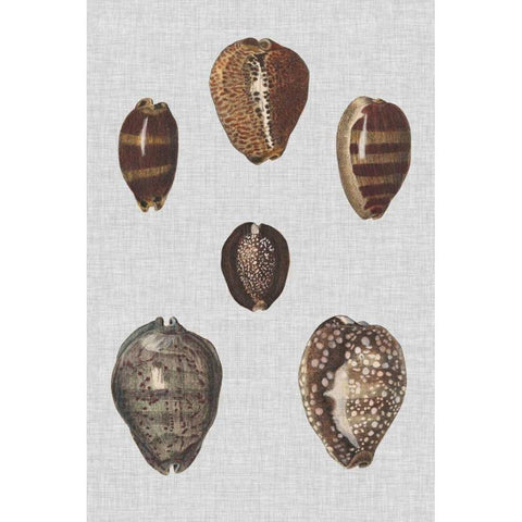 Shell Display IV Black Modern Wood Framed Art Print by Diderot, Denis