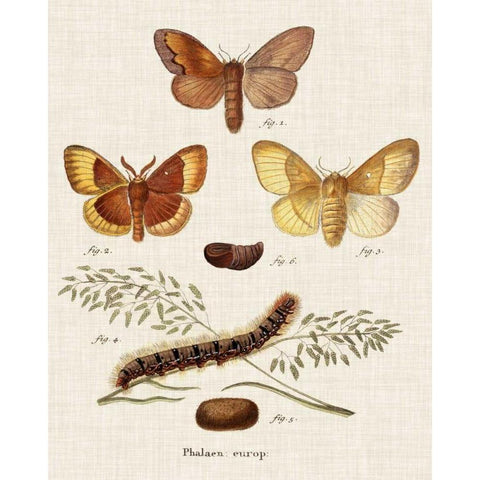 Life Cycle of a Moth I Gold Ornate Wood Framed Art Print with Double Matting by Esper, Johann