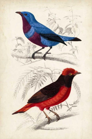 DOrbigny Birds II Black Ornate Wood Framed Art Print with Double Matting by D Orbigny, M. Charles