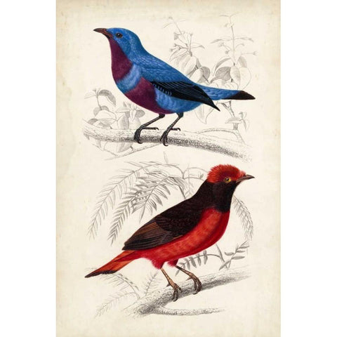 DOrbigny Birds II Black Modern Wood Framed Art Print with Double Matting by D Orbigny, M. Charles