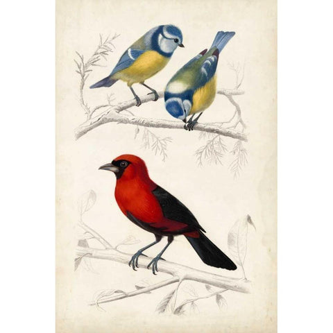 DOrbigny Birds III Black Modern Wood Framed Art Print with Double Matting by D Orbigny, M. Charles