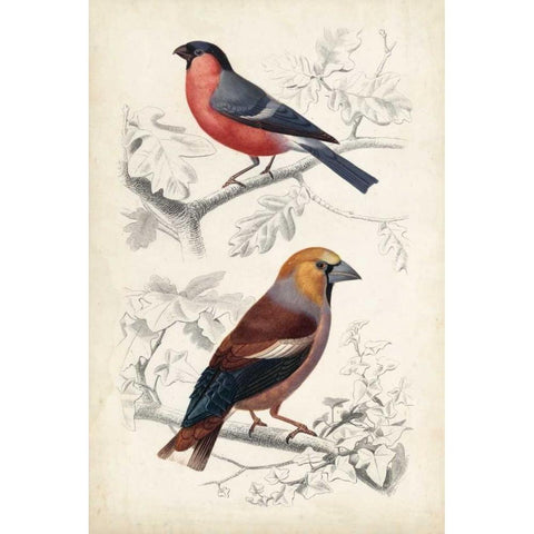 D Orbigny Birds IV Gold Ornate Wood Framed Art Print with Double Matting by D Orbigny, M. Charles