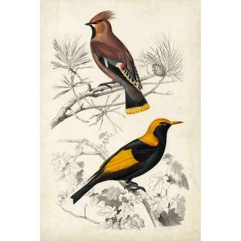 DOrbigny Birds V Black Modern Wood Framed Art Print by D Orbigny, M. Charles