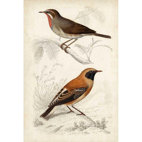 D Orbigny Birds VI Black Modern Wood Framed Art Print by D Orbigny, M. Charles