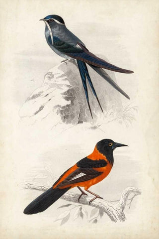 DOrbigny Birds VII White Modern Wood Framed Art Print with Double Matting by D Orbigny, M. Charles