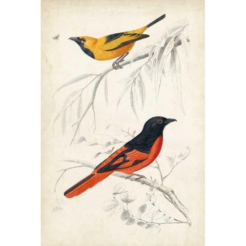 DOrbigny Birds VIII White Modern Wood Framed Art Print by D Orbigny, M. Charles