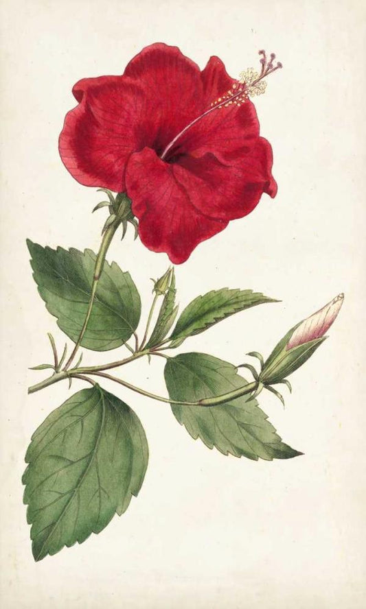 Image Only