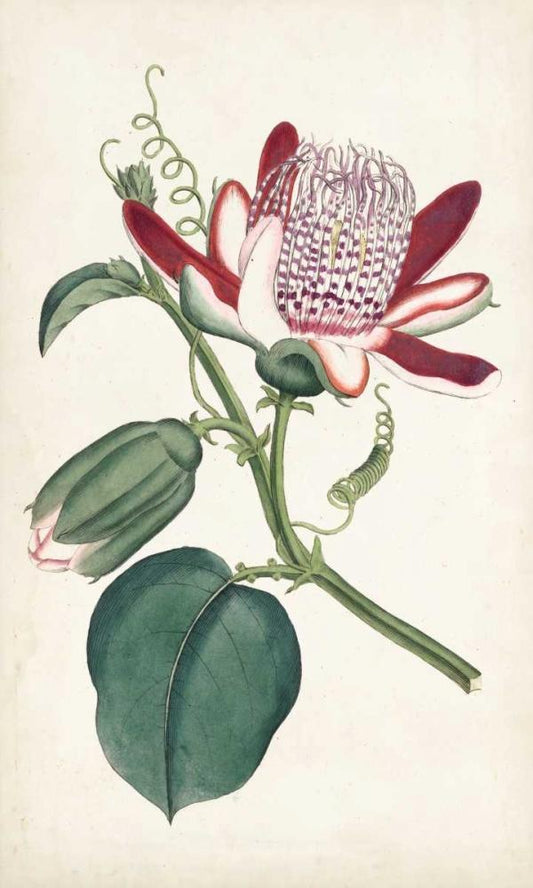 Image Only
