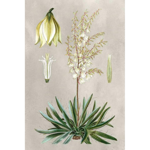 Tropical Varieties I White Modern Wood Framed Art Print by Bessa, Pancrace