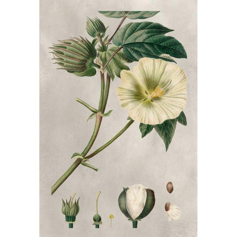 Tropical Varieties II Black Modern Wood Framed Art Print with Double Matting by Bessa, Pancrace
