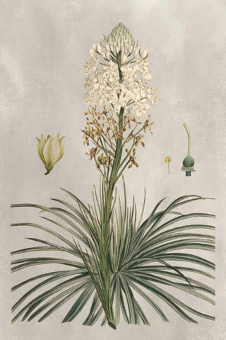 Tropical Varieties III Black Ornate Wood Framed Art Print with Double Matting by Bessa, Pancrace
