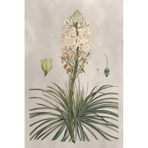 Tropical Varieties III Black Modern Wood Framed Art Print with Double Matting by Bessa, Pancrace