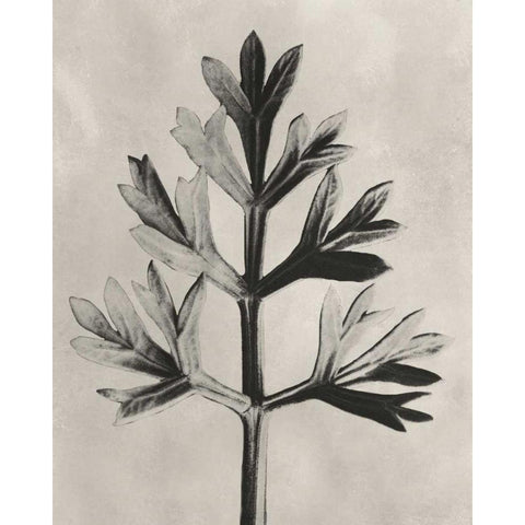 Blossfeldt Botanical I White Modern Wood Framed Art Print by Blossfeldt, Karl