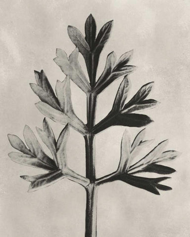 Blossfeldt Botanical I Black Ornate Wood Framed Art Print with Double Matting by Blossfeldt, Karl