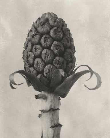 Blossfeldt Botanical IV White Modern Wood Framed Art Print with Double Matting by Blossfeldt, Karl