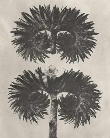 Blossfeldt Botanical V White Modern Wood Framed Art Print with Double Matting by Blossfeldt, Karl