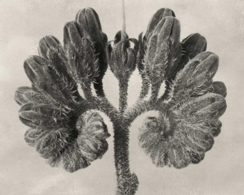 Blossfeldt Botanical VIII Black Ornate Wood Framed Art Print with Double Matting by Blossfeldt, Karl