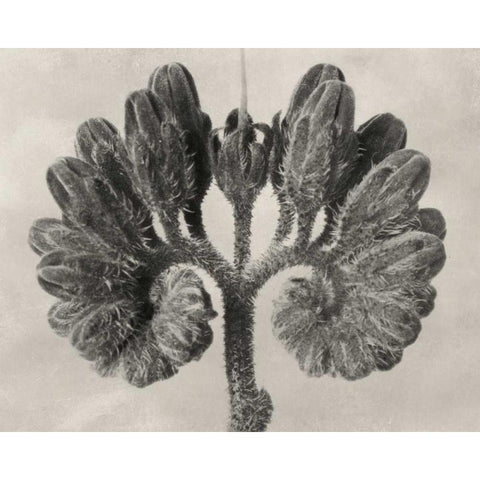 Blossfeldt Botanical VIII Black Modern Wood Framed Art Print by Blossfeldt, Karl