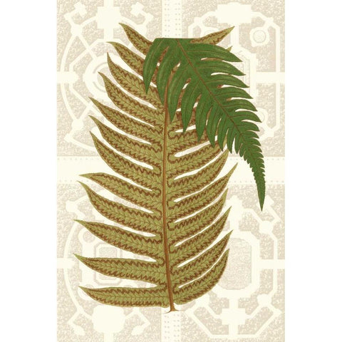 Garden Ferns II Black Modern Wood Framed Art Print with Double Matting by Vision Studio